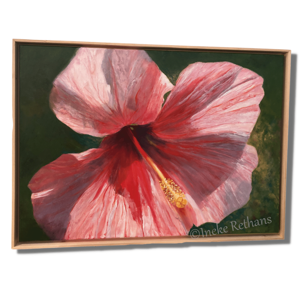 Hibiscus XL