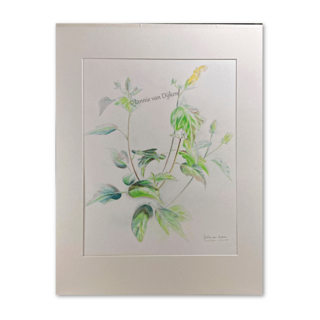 Hibiscus Startlet