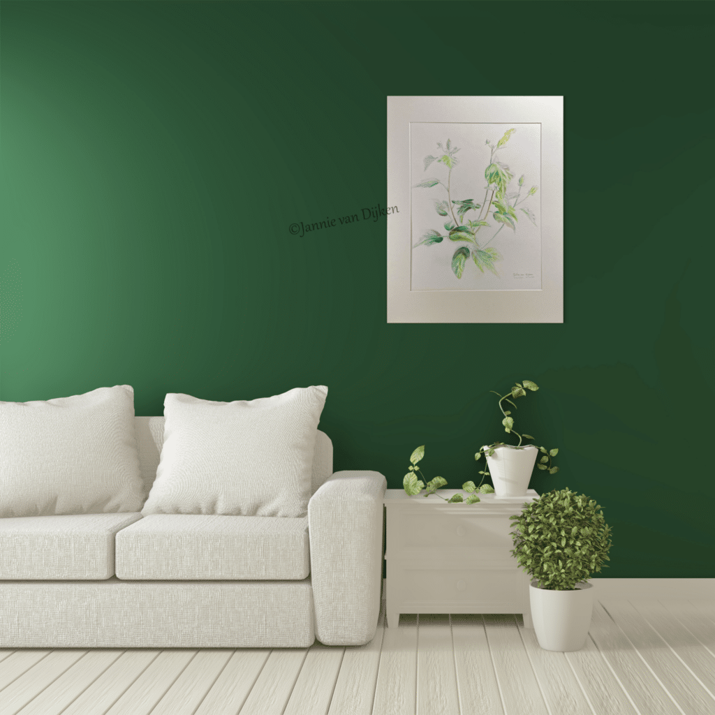 Hibiscus Startlet