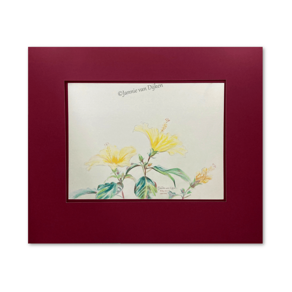 Hibiscus Startlet